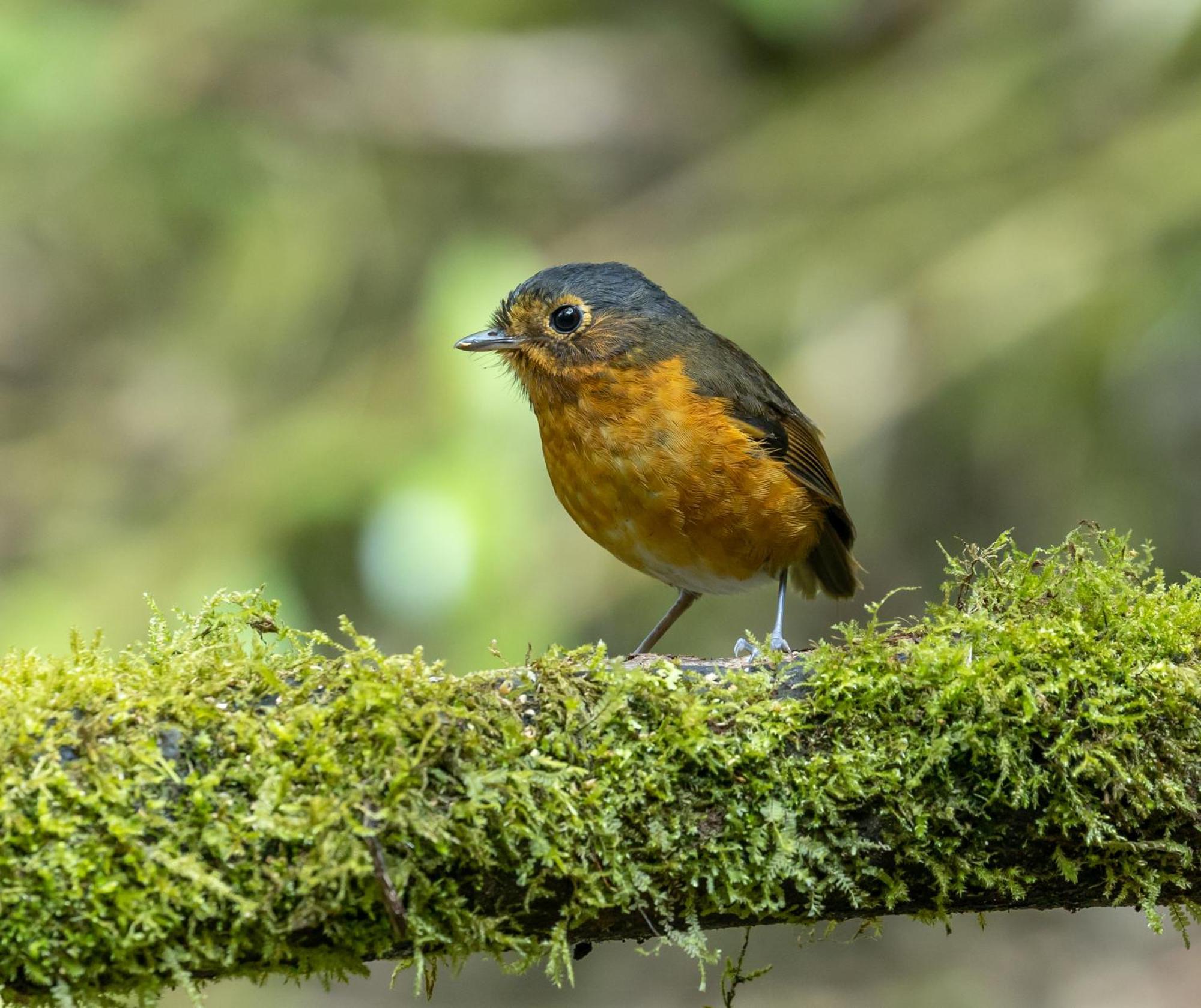 Owl'S Watch At Rio Blanco Villa Manizales Ngoại thất bức ảnh